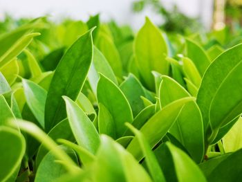 Close-up of fresh green leaves