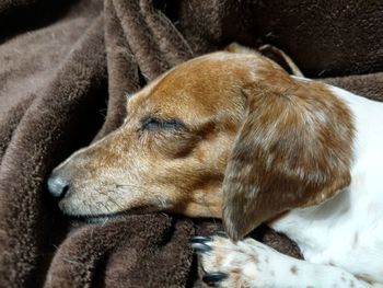 Close-up of dog sleeping