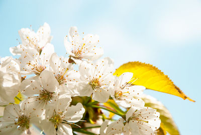 Close-up of white cherry blossoms against sky