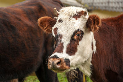 Close-up portrait of cow