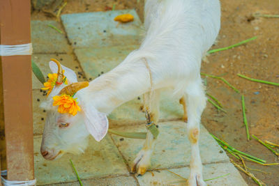 High angle view of dog