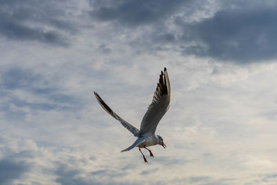 Low angle view of seagull flying