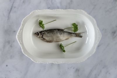 High angle view of fish in plate