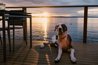 Dog sitting on pier by sea against sky during sunset