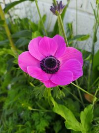 Close-up of pink flower