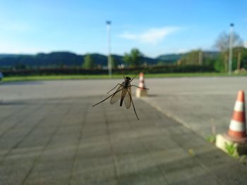 Close-up of insect against sky