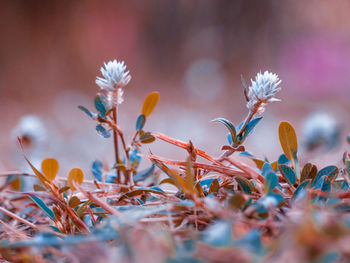 Close-up of flowering plant on field