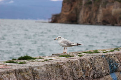 Seagull perching on retaining wall