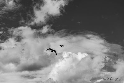 Low angle view of birds flying in sky