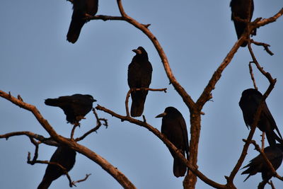 Low angle view of bird perching on branch against sky