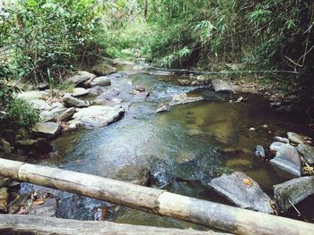 Stream flowing through forest