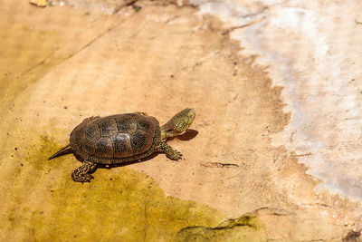 European pond turtle emys orbicularis is found in europe to iran and has also been called mud turtle