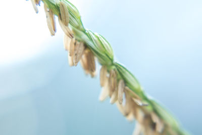 Close-up of crops against sky