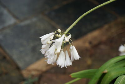 Close-up of white flowering plant