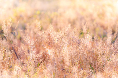 Close-up of flowering plants on land