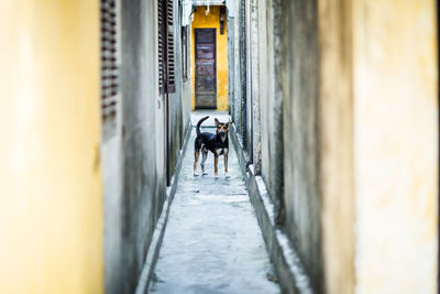 Dog standing in alley