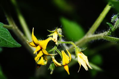 Close-up of insect on yellow flower