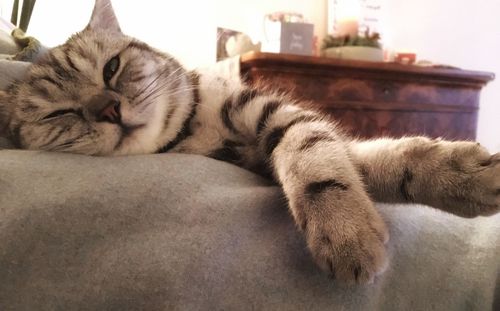 Close-up of cat relaxing at home