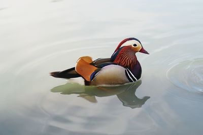 Duck swimming in a lake