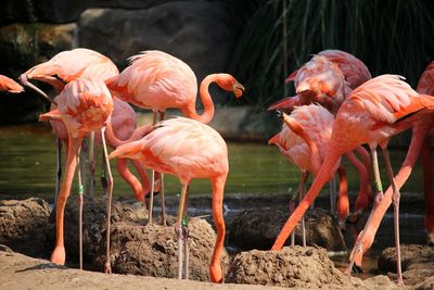 Flamingo birds in a lake