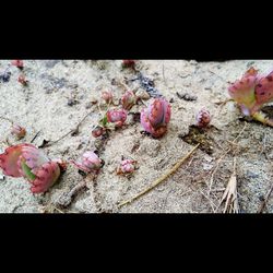 Close up of pink flowers