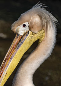 Close-up of pelican