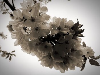 Close-up of apple blossoms in spring