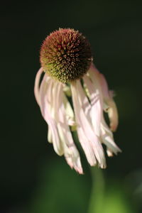 Close-up of flowering plant