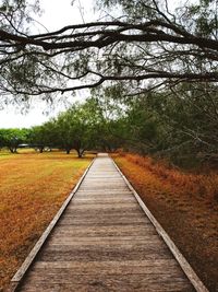 Dirt road amidst trees in forest during autumn