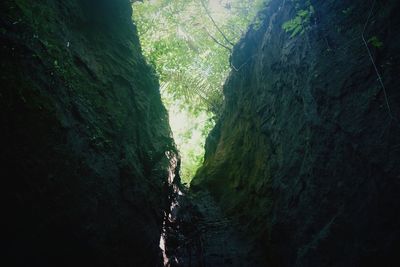 Scenic view of forest