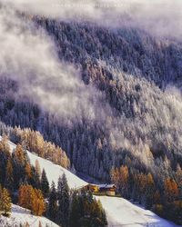 Scenic view of pine trees during winter