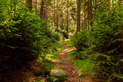 Footpath amidst trees in forest