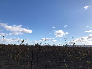 Plants growing on field against sky