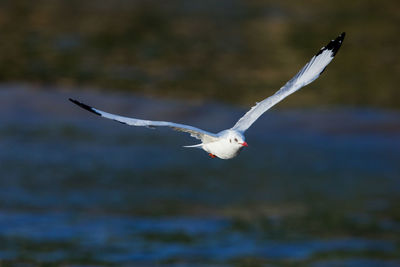 Seagull flying over water