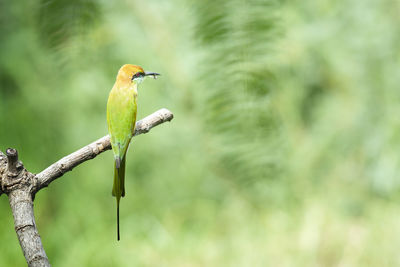 Bird perching on a branch