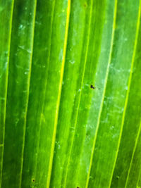 Full frame shot of water drops on leaf