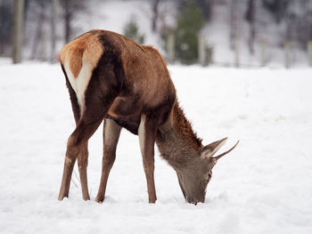 Deer on snow covered land