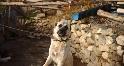 Portrait of dog standing against wall