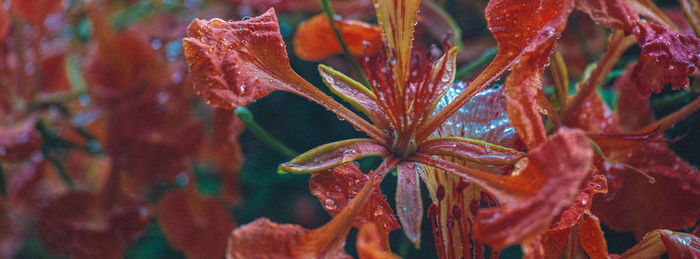 Close-up of plant