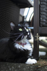 Close-up of cat looking away at home