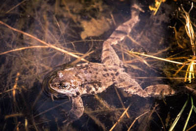 High angle view of frog swimming in lake