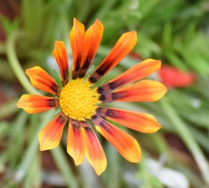 Close-up of flower blooming outdoors