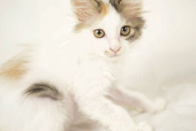 Close-up portrait of cat