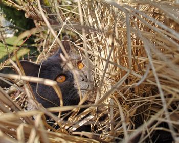 Close-up of bird in nest