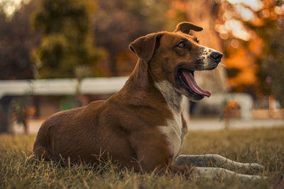 Close-up of dog yawning while lying on field