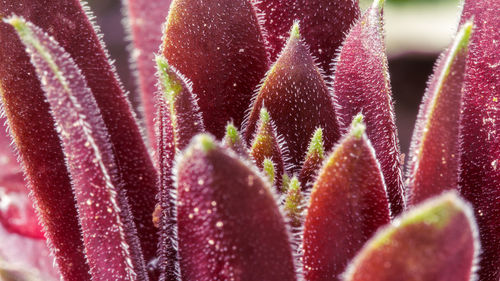 Close-up of succulent plant