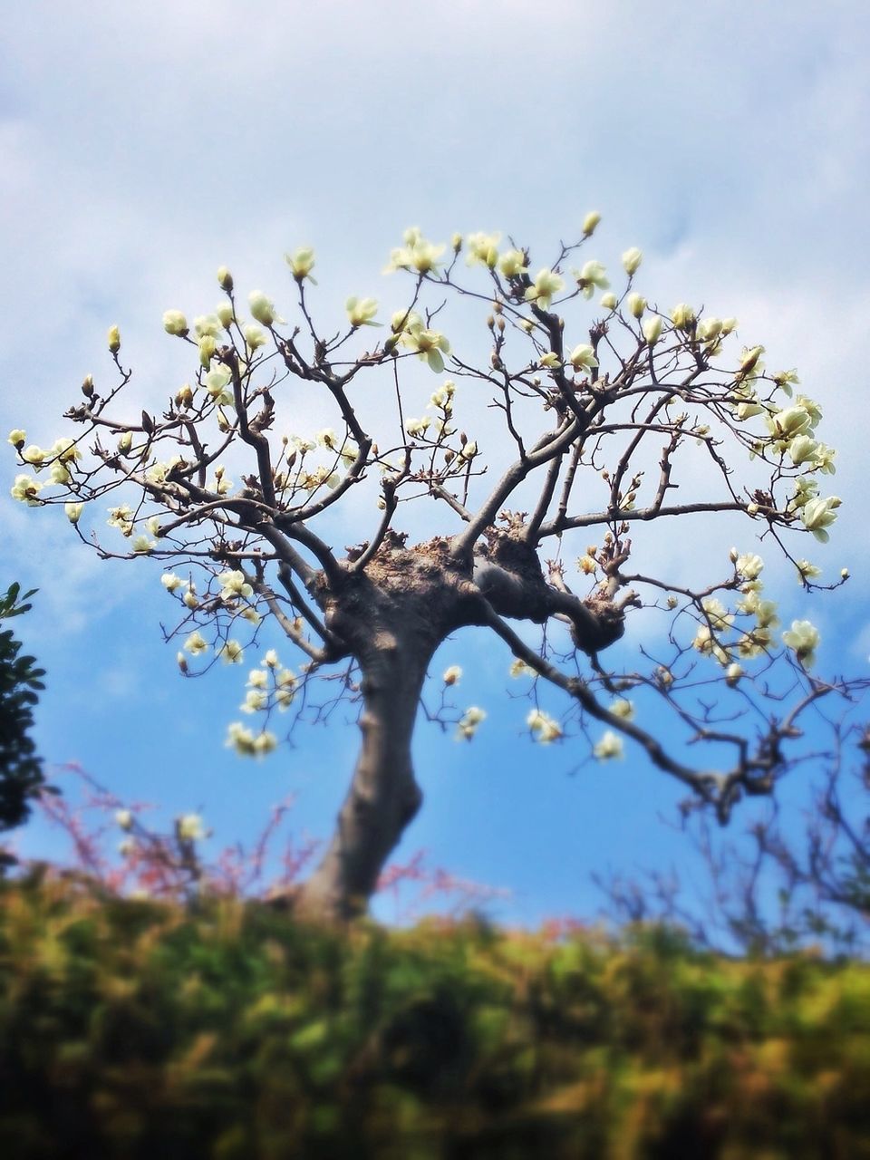 growth, sky, branch, nature, tree, beauty in nature, flower, freshness, focus on foreground, tranquility, low angle view, fragility, close-up, plant, day, selective focus, outdoors, cloud - sky, field, tranquil scene