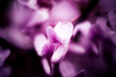 Close-up of purple flowers