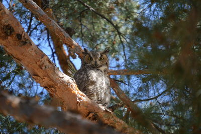 Low angle view of squirrel sitting on tree