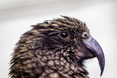 Close-up of parrot